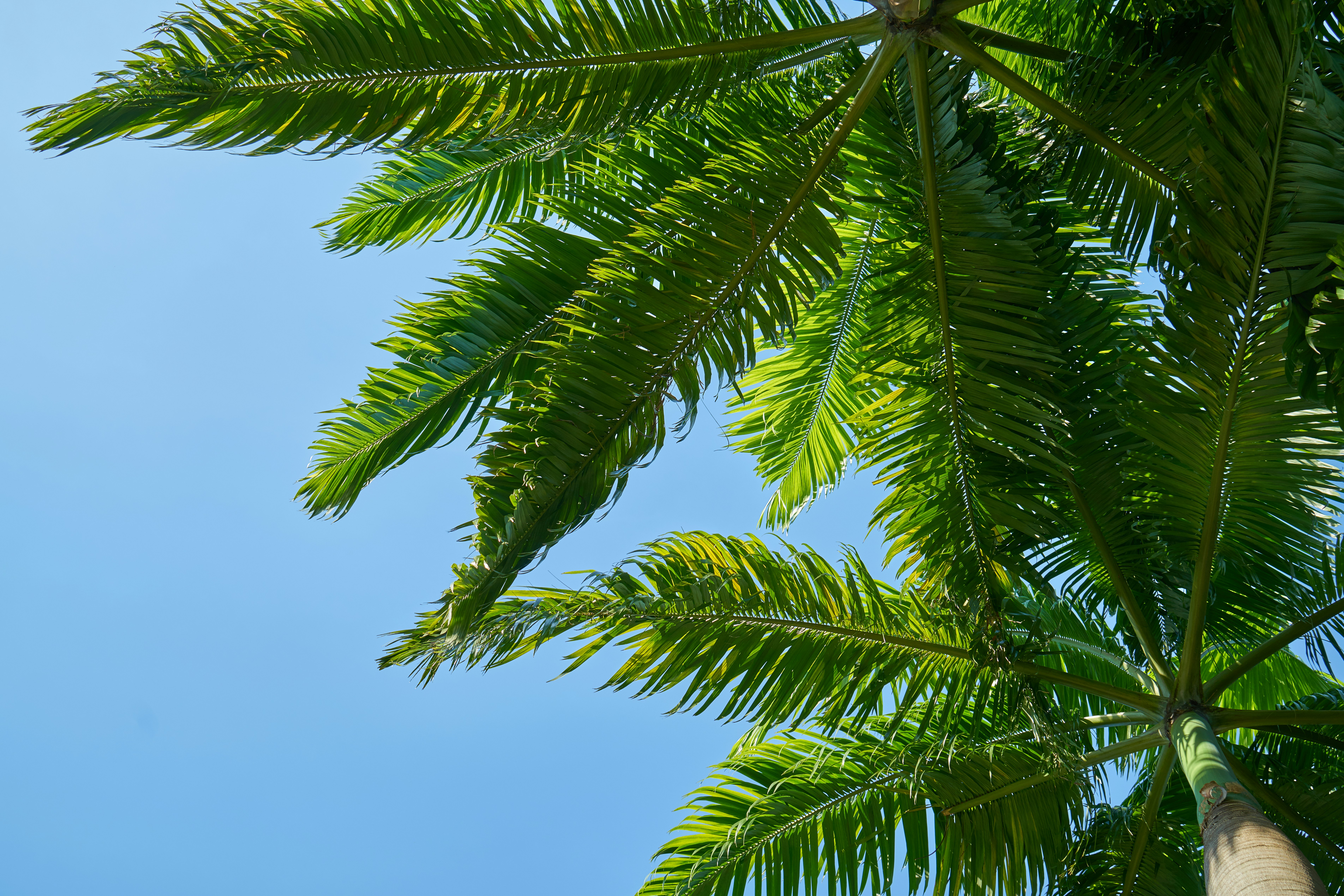 green palm tree under blue sky during daytime